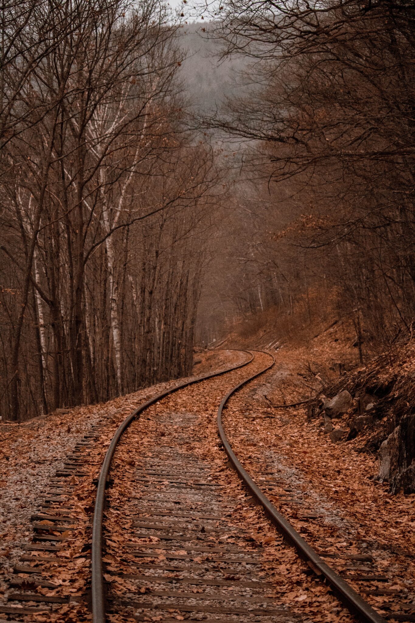 Fall Foliage Cruises 2024 Delhi Ellen Ralina